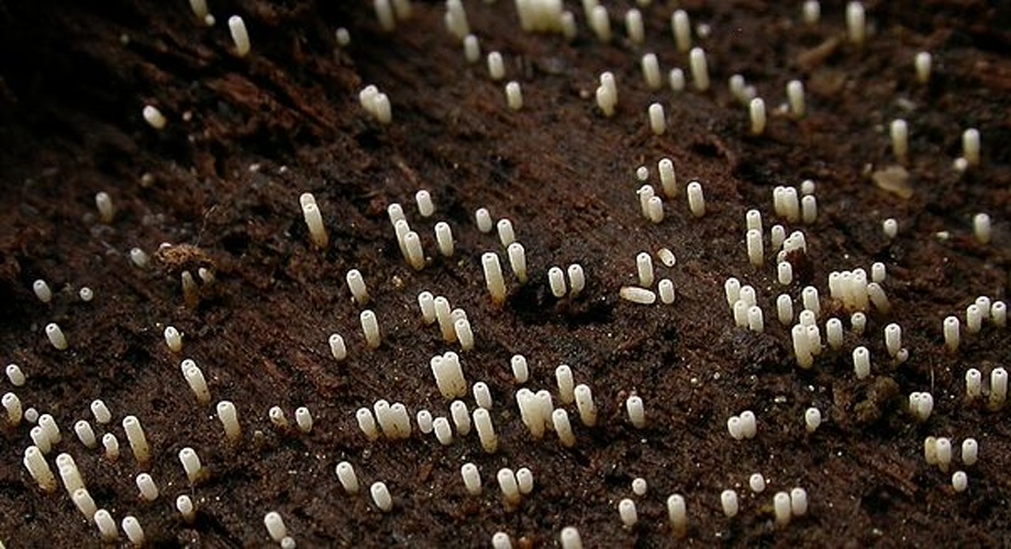 Henningsomyces candidus &copy; This image was created by user <a rel="nofollow" class="external text" href="https://mushroomobserver.org/observer/show_user/991">Boleslaw Kuznik (Bolek)</a> at <a rel="nofollow" class="external text" href="https://mushroomobserver.org">Mushroom Observer</a>, a source for mycological images.<br>You can contact this user <a rel="nofollow" class="external text" href="https://mushroomobserver.org/observer/ask_user_question/991">here</a>.