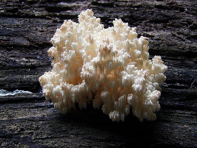 Hericium coralloides © <a href="//commons.wikimedia.org/wiki/User:Pescan" title="User:Pescan">Martin Hlauka (Pescan)</a> 11:42, 26 November 2006 (UTC)