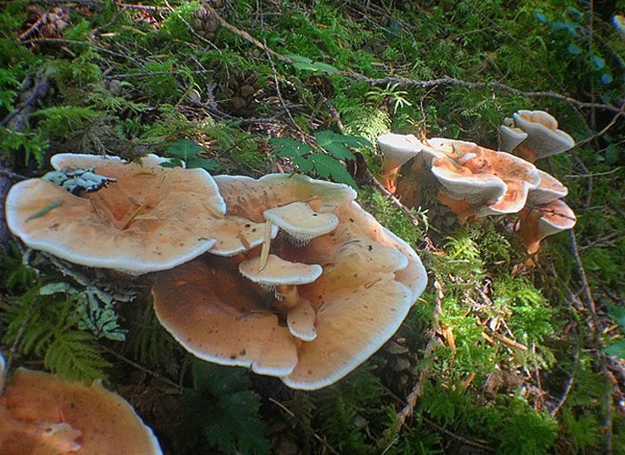 Hydnellum aurantiacum &copy; This image was created by user <a rel="nofollow" class="external text" href="https://mushroomobserver.org/observer/show_user/5642">Leah Bendlin (fallenicarus13)</a> at <a rel="nofollow" class="external text" href="https://mushroomobserver.org">Mushroom Observer</a>, a source for mycological images.<br>You can contact this user <a rel="nofollow" class="external text" href="https://mushroomobserver.org/observer/ask_user_question/5642">here</a>.