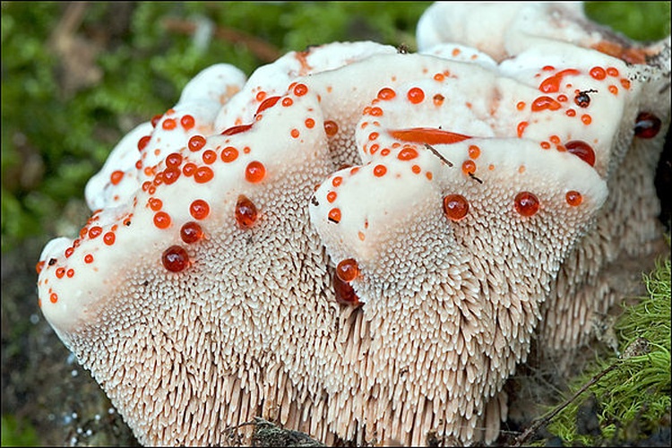 Hydnellum ferrugineum &copy; <a rel="nofollow" class="external text" href="https://mushroomobserver.org/observer/show_user/931">amadej trnkoczy (amadej)</a>