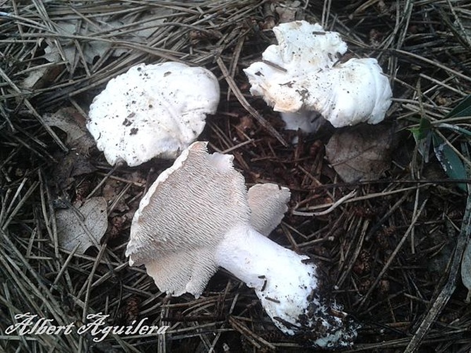 Hydnum albidum &copy; <a href="//commons.wikimedia.org/wiki/User:A.Aguilera" title="User:A.Aguilera">A.Aguilera</a>