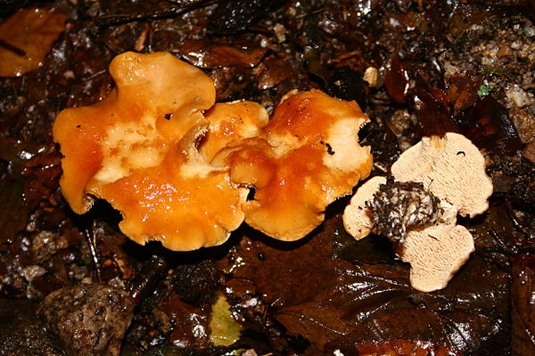 Hydnum rufescens © <a href="//commons.wikimedia.org/wiki/User:Strobilomyces" title="User:Strobilomyces">User:Strobilomyces</a>