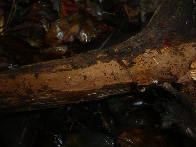 Hymenochaete cinnamomea &copy; This image was created by user <a rel="nofollow" class="external text" href="https://mushroomobserver.org/observer/show_user/1093">Gerhard Koller (Gerhard)</a> at <a rel="nofollow" class="external text" href="https://mushroomobserver.org">Mushroom Observer</a>, a source for mycological images.<br>You can contact this user <a rel="nofollow" class="external text" href="https://mushroomobserver.org/observer/ask_user_question/1093">here</a>.