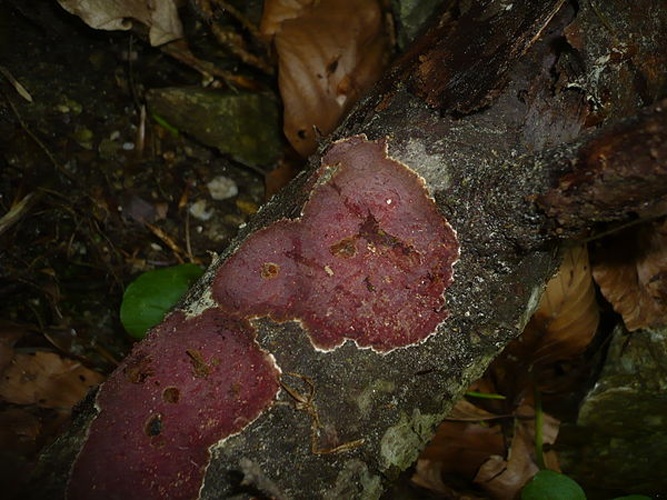 Hymenochaete cruenta &copy; This image was created by user <a rel="nofollow" class="external text" href="https://mushroomobserver.org/observer/show_user/1093">Gerhard Koller (Gerhard)</a> at <a rel="nofollow" class="external text" href="https://mushroomobserver.org">Mushroom Observer</a>, a source for mycological images.<br>You can contact this user <a rel="nofollow" class="external text" href="https://mushroomobserver.org/observer/ask_user_question/1093">here</a>.