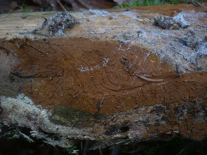 Hymenochaete fuliginosa © This image was created by user <a rel="nofollow" class="external text" href="https://mushroomobserver.org/observer/show_user/1093">Gerhard Koller (Gerhard)</a> at <a rel="nofollow" class="external text" href="https://mushroomobserver.org">Mushroom Observer</a>, a source for mycological images.<br>You can contact this user <a rel="nofollow" class="external text" href="https://mushroomobserver.org/observer/ask_user_question/1093">here</a>.