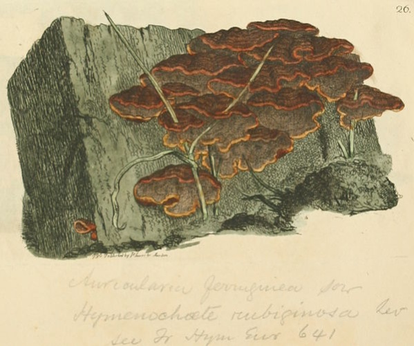 Hymenochaete rubiginosa © <a href="//commons.wikimedia.org/wiki/James_Sowerby" title="James Sowerby">James Sowerby</a>