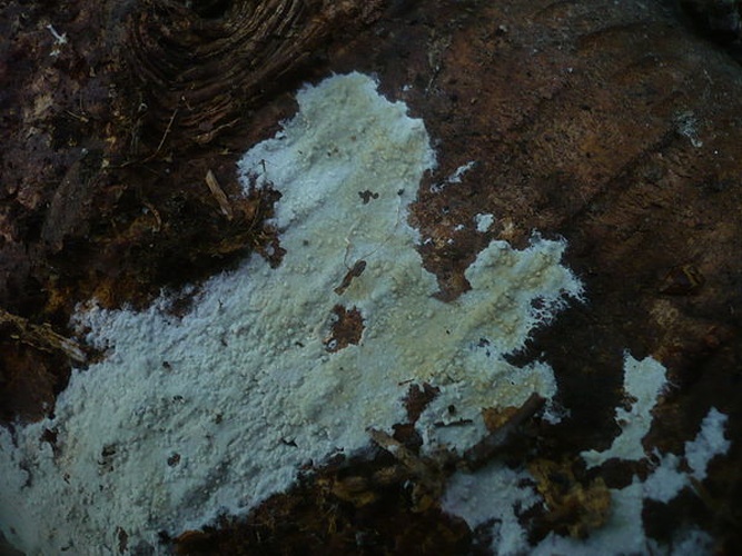 Hyphoderma argillaceum &copy; This image was created by user <a rel="nofollow" class="external text" href="https://mushroomobserver.org/observer/show_user/1093">Gerhard Koller (Gerhard)</a> at <a rel="nofollow" class="external text" href="https://mushroomobserver.org">Mushroom Observer</a>, a source for mycological images.<br>You can contact this user <a rel="nofollow" class="external text" href="https://mushroomobserver.org/observer/ask_user_question/1093">here</a>.