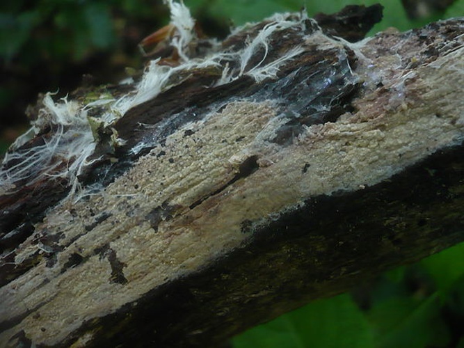 Hyphoderma roseocremeum © This image was created by user <a rel="nofollow" class="external text" href="https://mushroomobserver.org/observer/show_user/1093">Gerhard Koller (Gerhard)</a> at <a rel="nofollow" class="external text" href="https://mushroomobserver.org">Mushroom Observer</a>, a source for mycological images.<br>You can contact this user <a rel="nofollow" class="external text" href="https://mushroomobserver.org/observer/ask_user_question/1093">here</a>.