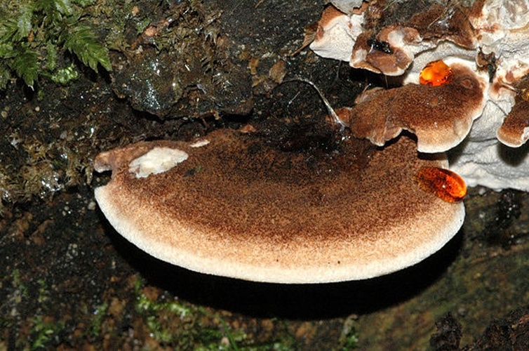 Ischnoderma benzoinum © James Lindsey