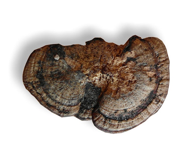 Lenzites warnieri &copy; <ul>
<li>
<a href="//commons.wikimedia.org/wiki/File:Lenzites_warnieri_upper_surface.JPG" title="File:Lenzites warnieri upper surface.JPG">Lenzites_warnieri_upper_surface.JPG</a>: <a href="//commons.wikimedia.org/wiki/User:Toter_Alter_Mann" title="User:Toter Alter Mann">Toter Alter Mann</a>
</li>
<li>derivative work: <a href="//commons.wikimedia.org/wiki/User:Regi51" title="User:Regi51">Regi51</a> (<a href="//commons.wikimedia.org/wiki/User_talk:Regi51" title="User talk:Regi51"><span class="signature-talk">talk</span></a>)</li>
</ul>