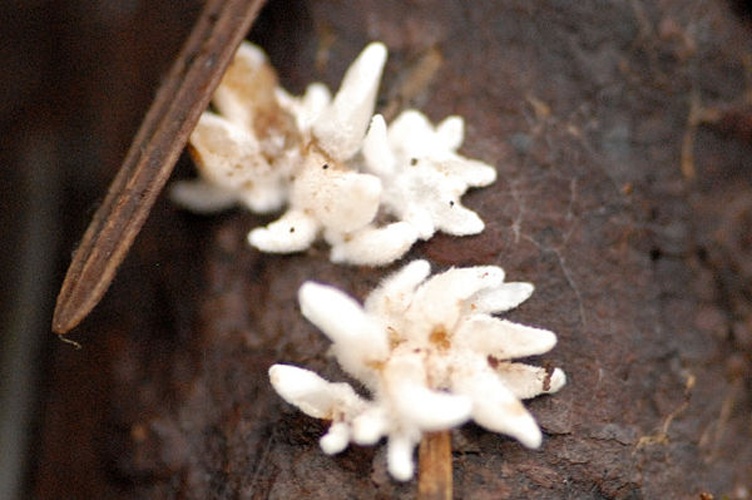 Mucronella calva &copy; James Lindsey