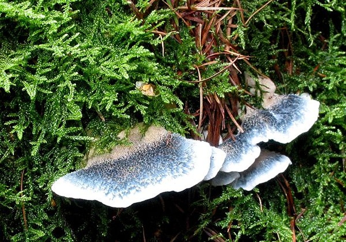 Postia caesia &copy; <a href="https://en.wikipedia.org/wiki/nl:User:Rasbak" class="extiw" title="w:nl:User:Rasbak">Rasbak</a> at <a href="https://en.wikipedia.org/wiki/nl:" class="extiw" title="w:nl:">Dutch Wikipedia</a>