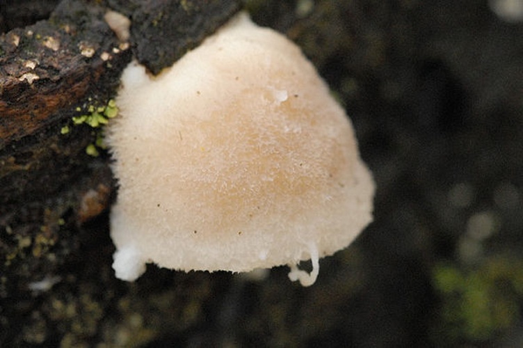 Postia tephroleuca &copy; James Lindsey