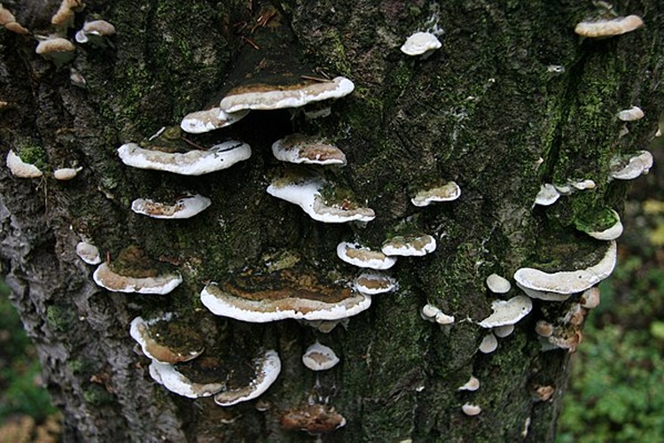 Oxyporus populinus © <a rel="nofollow" class="external text" href="https://www.flickr.com/people/60172932@N06">caspar s</a>