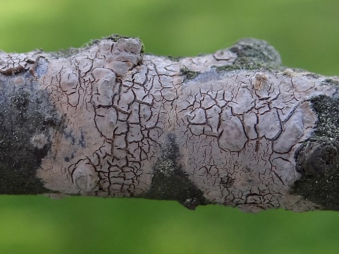 Peniophora cinerea © <a href="//commons.wikimedia.org/wiki/User:Selso" title="User:Selso">Jerzy Opioła</a>