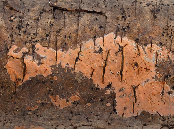 Peniophora incarnata &copy; <a href="//commons.wikimedia.org/w/index.php?title=User:Ak_ccm&amp;action=edit&amp;redlink=1" class="new" title="User:Ak ccm (page does not exist)">Andreas Kunze</a>