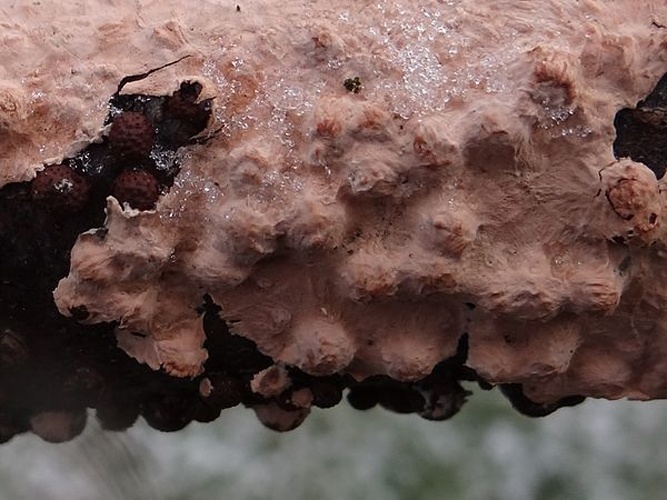 Peniophora violaceolivida © <a href="//commons.wikimedia.org/wiki/User:Selso" title="User:Selso">Jerzy Opioła</a>