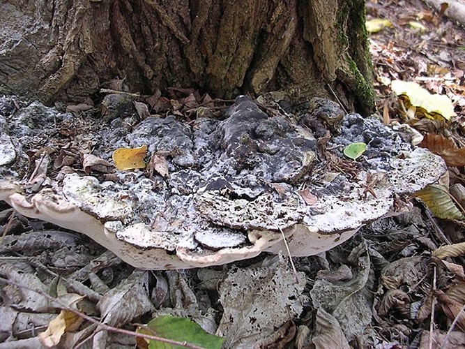 Perenniporia fraxinea &copy; <a href="//commons.wikimedia.org/wiki/User:Dragon%C3%B2t" title="User:Dragonòt">Dragonòt</a>