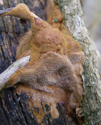 Phellinus ferreus © <a href="//commons.wikimedia.org/w/index.php?title=User:TristramBrelstaff&amp;action=edit&amp;redlink=1" class="new" title="User:TristramBrelstaff (page does not exist)">TristramBrelstaff</a>