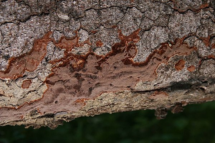  &copy; <a rel="nofollow" class="external text" href="https://www.flickr.com/people/60172932@N06">caspar s</a>