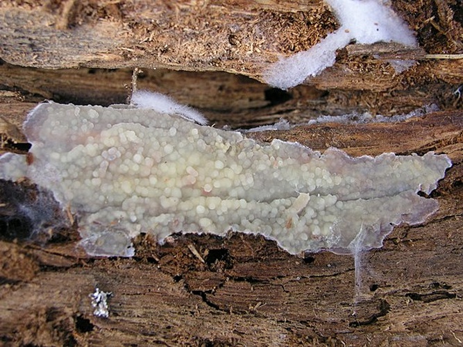 Crustoderma corneum &copy; <a href="//commons.wikimedia.org/w/index.php?title=User:Olli_Manninen&amp;action=edit&amp;redlink=1" class="new" title="User:Olli Manninen (page does not exist)">Olli Manninen</a>