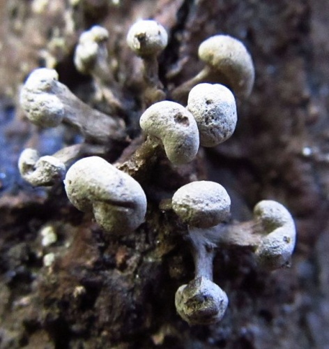 Phleogena faginea &copy; This image was created by user <a rel="nofollow" class="external text" href="https://mushroomobserver.org/observer/show_user/2584">Martin Livezey (MLivezey)</a> at <a rel="nofollow" class="external text" href="https://mushroomobserver.org">Mushroom Observer</a>, a source for mycological images.<br>You can contact this user <a rel="nofollow" class="external text" href="https://mushroomobserver.org/observer/ask_user_question/2584">here</a>.