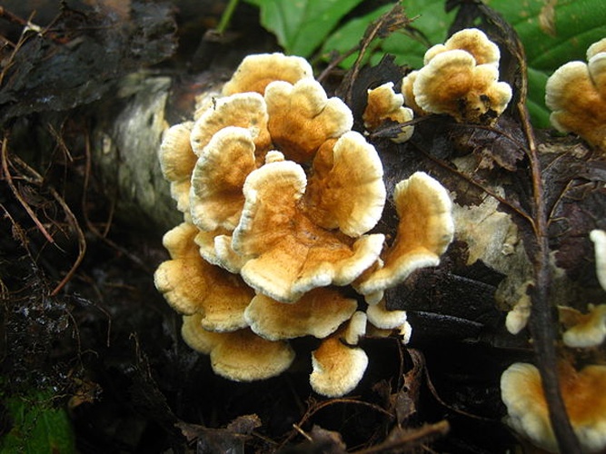 Plicaturopsis crispa © This image was created by user <a rel="nofollow" class="external text" href="https://mushroomobserver.org/observer/show_user/1411">Jonathan M</a> at <a rel="nofollow" class="external text" href="https://mushroomobserver.org">Mushroom Observer</a>, a source for mycological images.<br>You can contact this user <a rel="nofollow" class="external text" href="https://mushroomobserver.org/observer/ask_user_question/1411">here</a>.