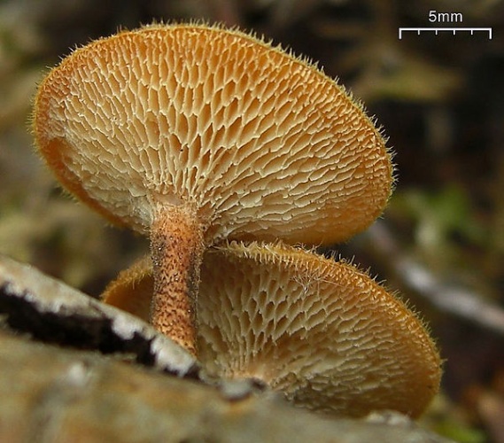 Polyporus arcularius © <ul>
<li>
<a href="//commons.wikimedia.org/wiki/File:Polyporus_auricularius.jpg" title="File:Polyporus auricularius.jpg">Polyporus_auricularius.jpg</a>: <a rel="nofollow" class="external text" href="https://www.flickr.com/photos/7147684@N03">Jason Hollinger</a>
</li>
<li>derivative work: <a href="//commons.wikimedia.org/w/index.php?title=User:Ak_ccm&amp;action=edit&amp;redlink=1" class="new" title="User:Ak ccm (page does not exist)">Ak ccm</a>
</li>
</ul>