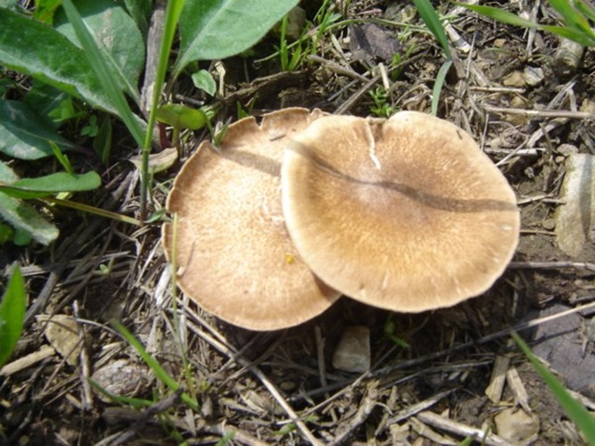 Polyporus brumalis © Christian Hummert (<a href="https://de.wikipedia.org/wiki/Benutzer:Ixitixel" class="extiw" title="de:Benutzer:Ixitixel">Ixitixel</a>)