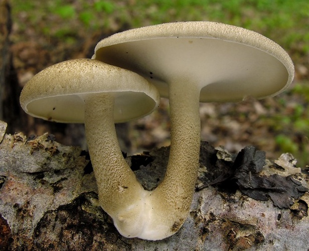 Polyporus ciliatus © <a href="//commons.wikimedia.org/w/index.php?title=User:Ak_ccm&amp;action=edit&amp;redlink=1" class="new" title="User:Ak ccm (page does not exist)">Andreas Kunze</a>