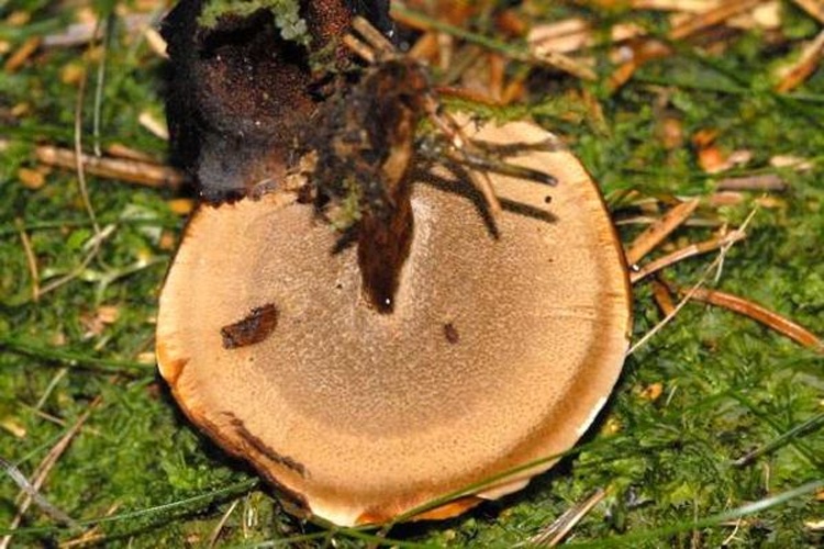 Polyporus melanopus © James K. Lindsey