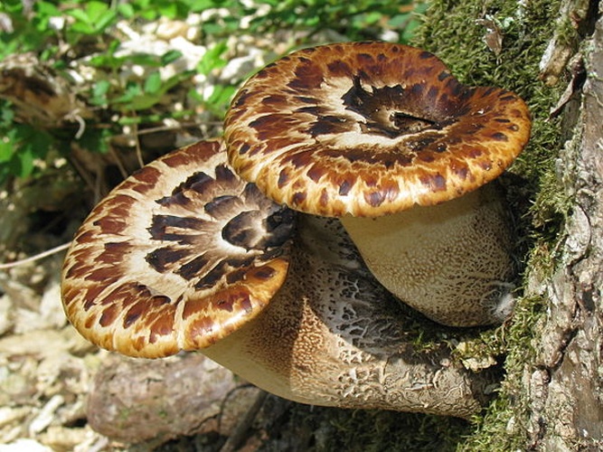 Polyporus squamosus &copy; <a rel="nofollow" class="external text" href="https://mushroomobserver.org/observer/show_user/439">Dan Molter</a>