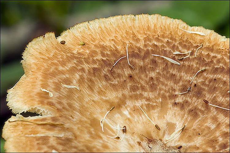 Polyporus tuberaster &copy; This image was created by user <a rel="nofollow" class="external text" href="https://mushroomobserver.org/observer/show_user/931">amadej trnkoczy (amadej)</a> at <a rel="nofollow" class="external text" href="https://mushroomobserver.org">Mushroom Observer</a>, a source for mycological images.<br>You can contact this user <a rel="nofollow" class="external text" href="https://mushroomobserver.org/observer/ask_user_question/931">here</a>.