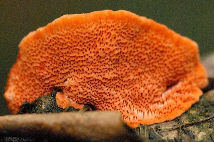 Pycnoporus cinnabarinus &copy; James Lindsey
