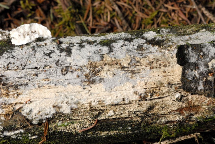 Resinicium bicolor © James Lindsey