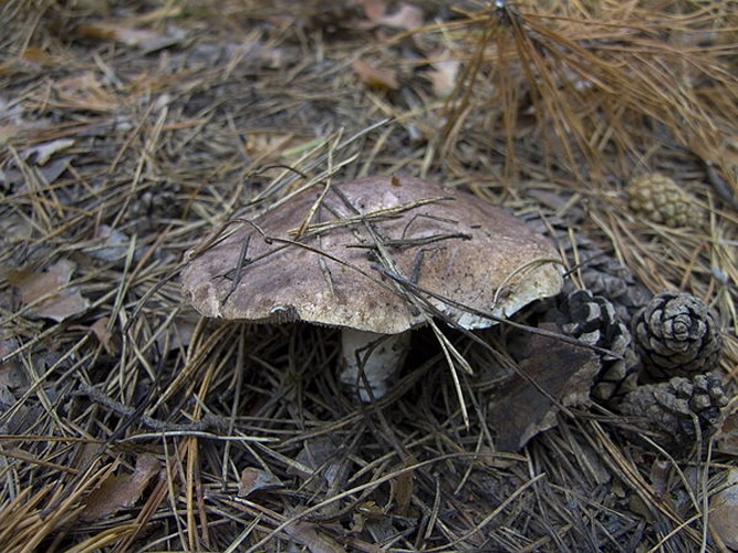 Sarcodon leucopus © Tatiana Bulyonkova (ressaure)