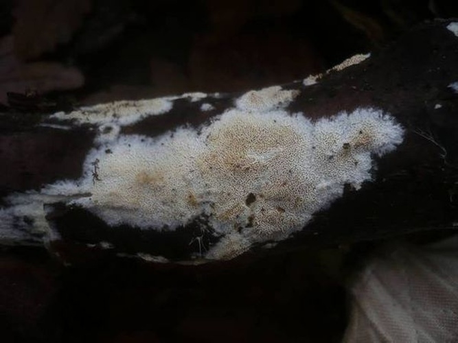 Schizopora flavipora © Gerhard Koller