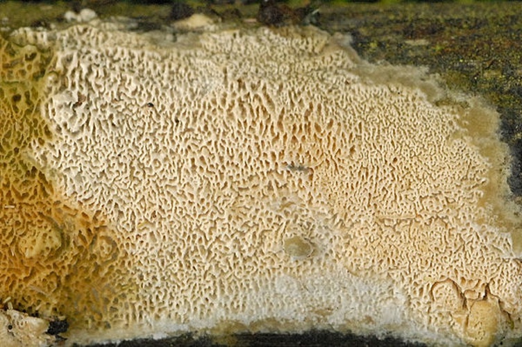 Schizopora paradoxa © James Lindsey