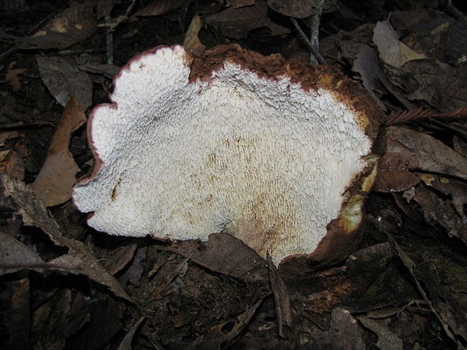 Scutiger pes-caprae © <a rel="nofollow" class="external text" href="https://mushroomobserver.org/observer/show_user/746">Ryane Snow (snowman)</a>