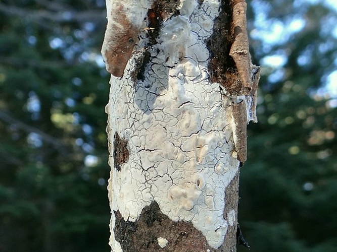 Scytinostroma portentosum &copy; Jerzy Opioła