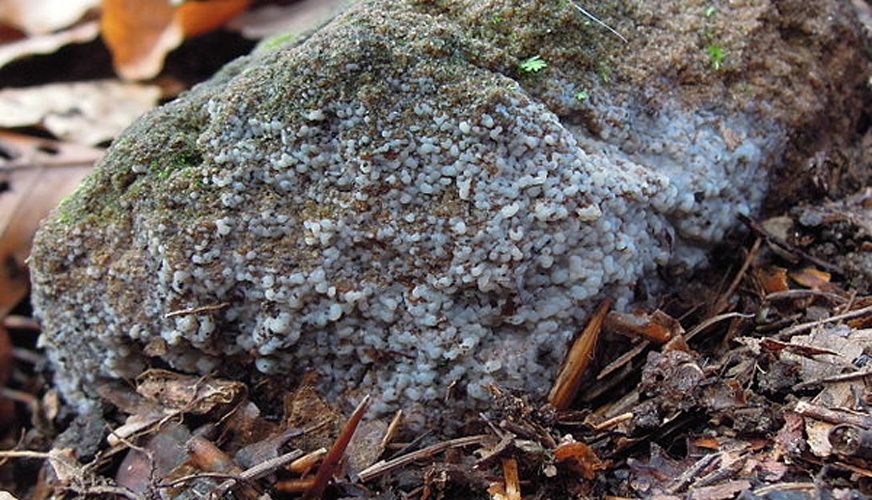 Sebacina epigaea &copy; <a href="//commons.wikimedia.org/w/index.php?title=User:Kvdr56&amp;action=edit&amp;redlink=1" class="new" title="User:Kvdr56 (page does not exist)">Kvdr56</a>