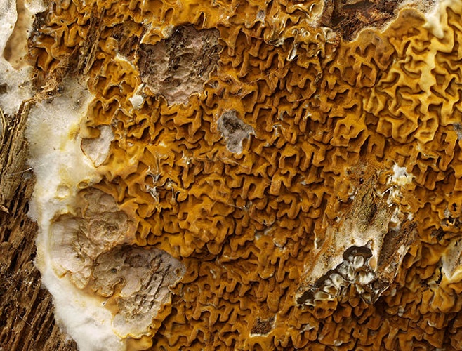 Serpula himantioides &copy; <a href="//commons.wikimedia.org/w/index.php?title=User:Ak_ccm&amp;action=edit&amp;redlink=1" class="new" title="User:Ak ccm (page does not exist)">Andreas Kunze</a>