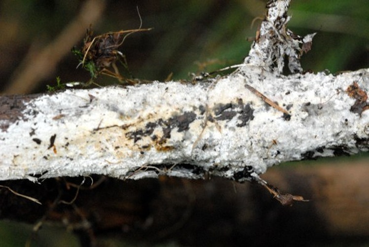 Sistotrema brinkmannii © James Lindsey