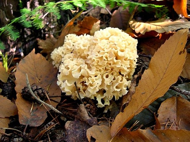 Sparassis crispa &copy; 