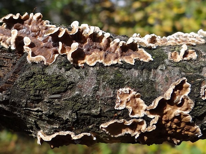 Stereum gausapatum © <a href="//commons.wikimedia.org/wiki/User:Selso" title="User:Selso">Jerzy Opioła</a>