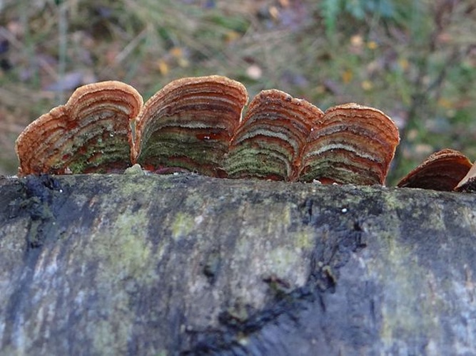 Stereum subtomentosum &copy; <a href="//commons.wikimedia.org/wiki/User:Selso" title="User:Selso">Jerzy Opioła</a>