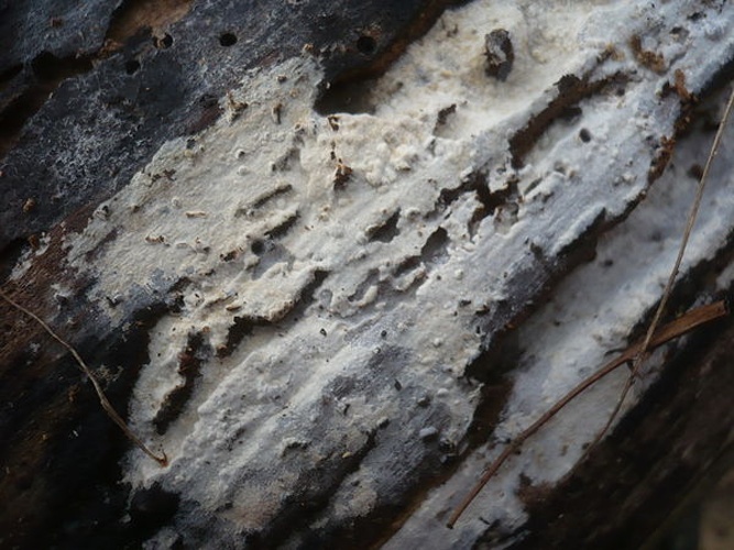 Subulicystidium longisporum &copy; <a rel="nofollow" class="external text" href="https://mushroomobserver.org/observer/show_user/1093">Gerhard Koller</a>