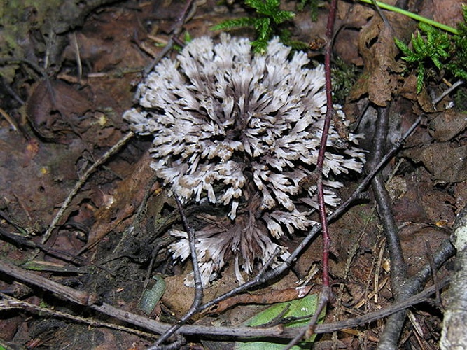 Thelephora anthocephala © <a href="//commons.wikimedia.org/wiki/User:Algirdas" title="User:Algirdas">Algirdas</a>