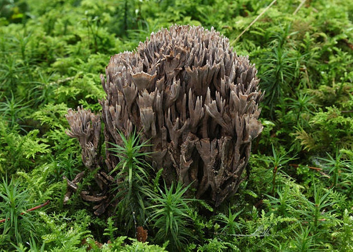 Thelephora palmata &copy; <a href="//commons.wikimedia.org/wiki/User:Holleday" title="User:Holleday">H. Krisp</a>