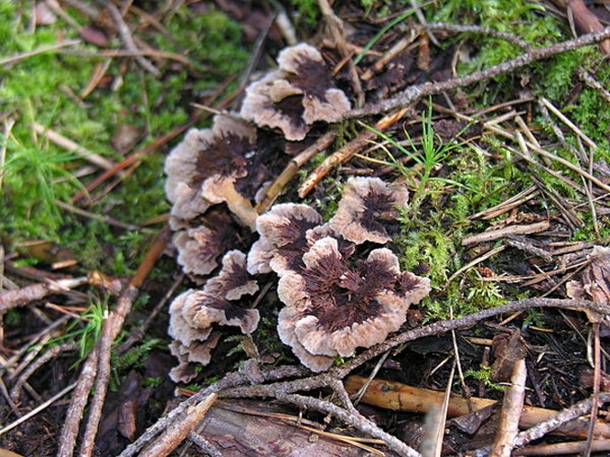 Thelephora terrestris &copy; <a href="//commons.wikimedia.org/wiki/User:Algirdas" title="User:Algirdas">Algirdas</a>